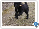 Harun zu Hause (21)
... laufen und ...