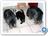 Harun zu Hause (7)
Lecker, mit den beiden zusammsen essen