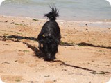 Urlaub in Frankreich (22)
... und am Strand.