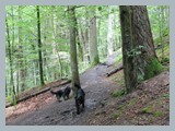 Urlaub in Schwarzwald (25)
In der Haslachschlucht