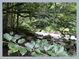 Urlaub in Schwarzwald (26)
Die Haslach