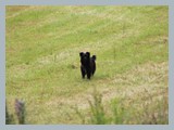 Urlaub in Schwarzwald (29)