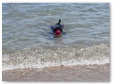 Urlaub in Frankreich (33)
Harun die Wasserratte ...