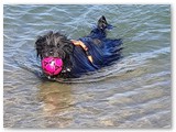 Urlaub in Frankreich (34)
... rettet seinen Freund Wilson.