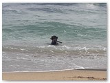 Urlaub in Frankreich (45)
Man kann auch Stöckchen aus dem Meer retten.